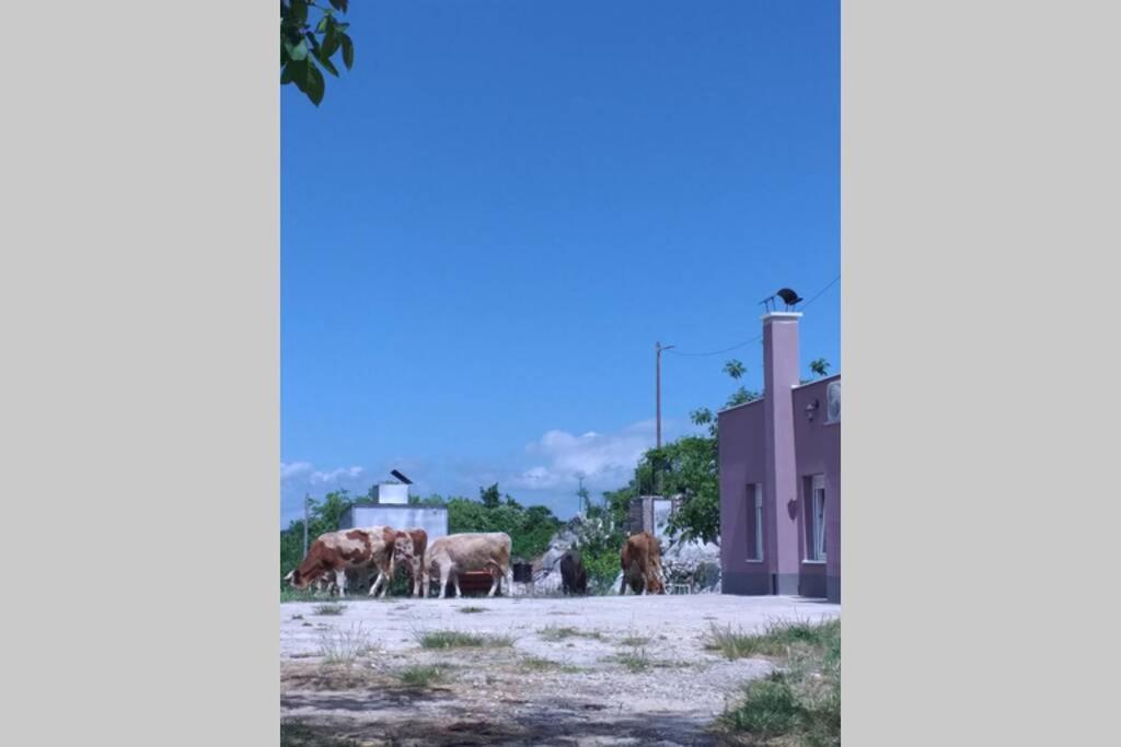Apartment Nature Beauty Zagvozd エクステリア 写真